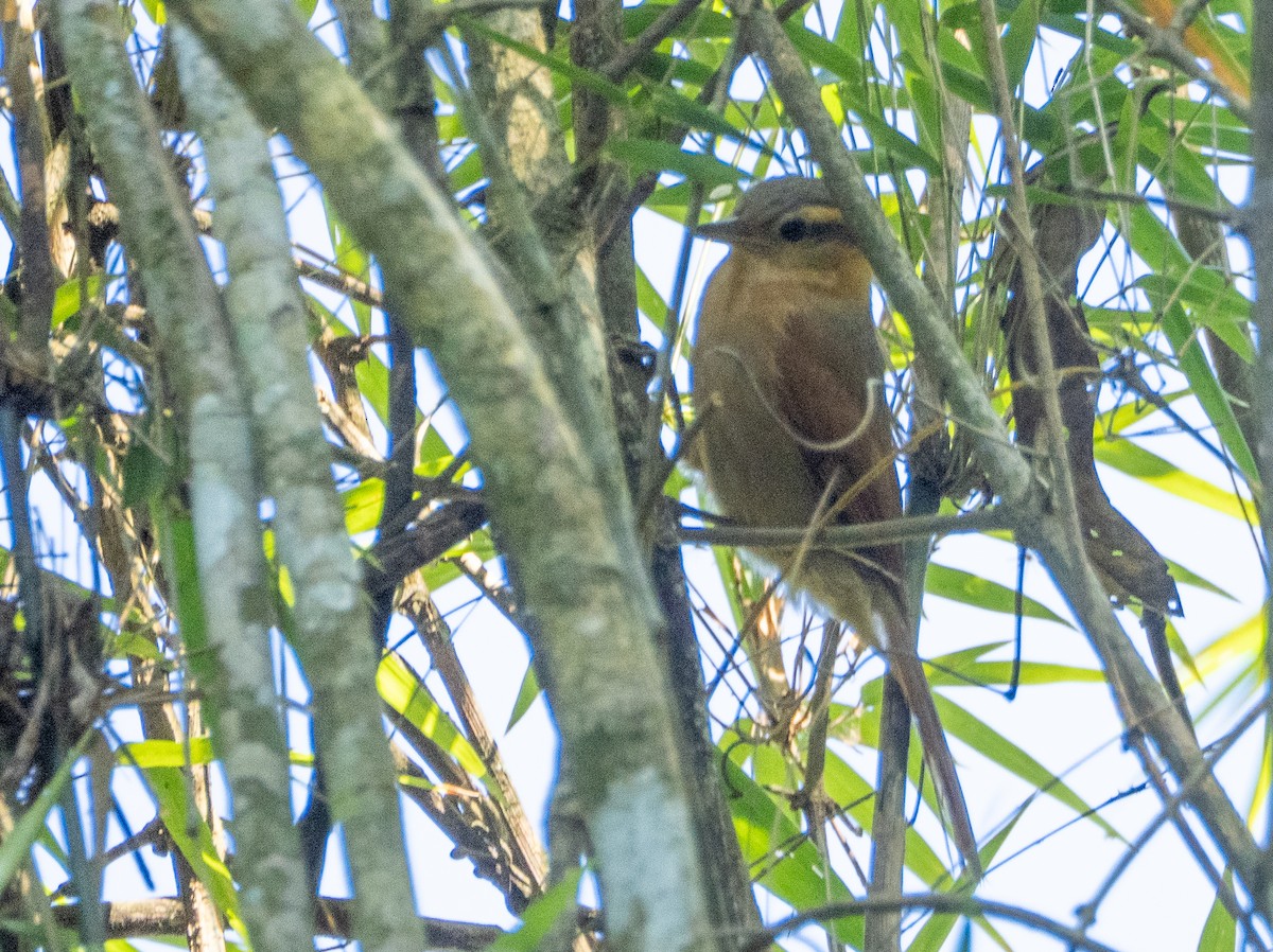 Ochre-breasted Foliage-gleaner - ML643758591