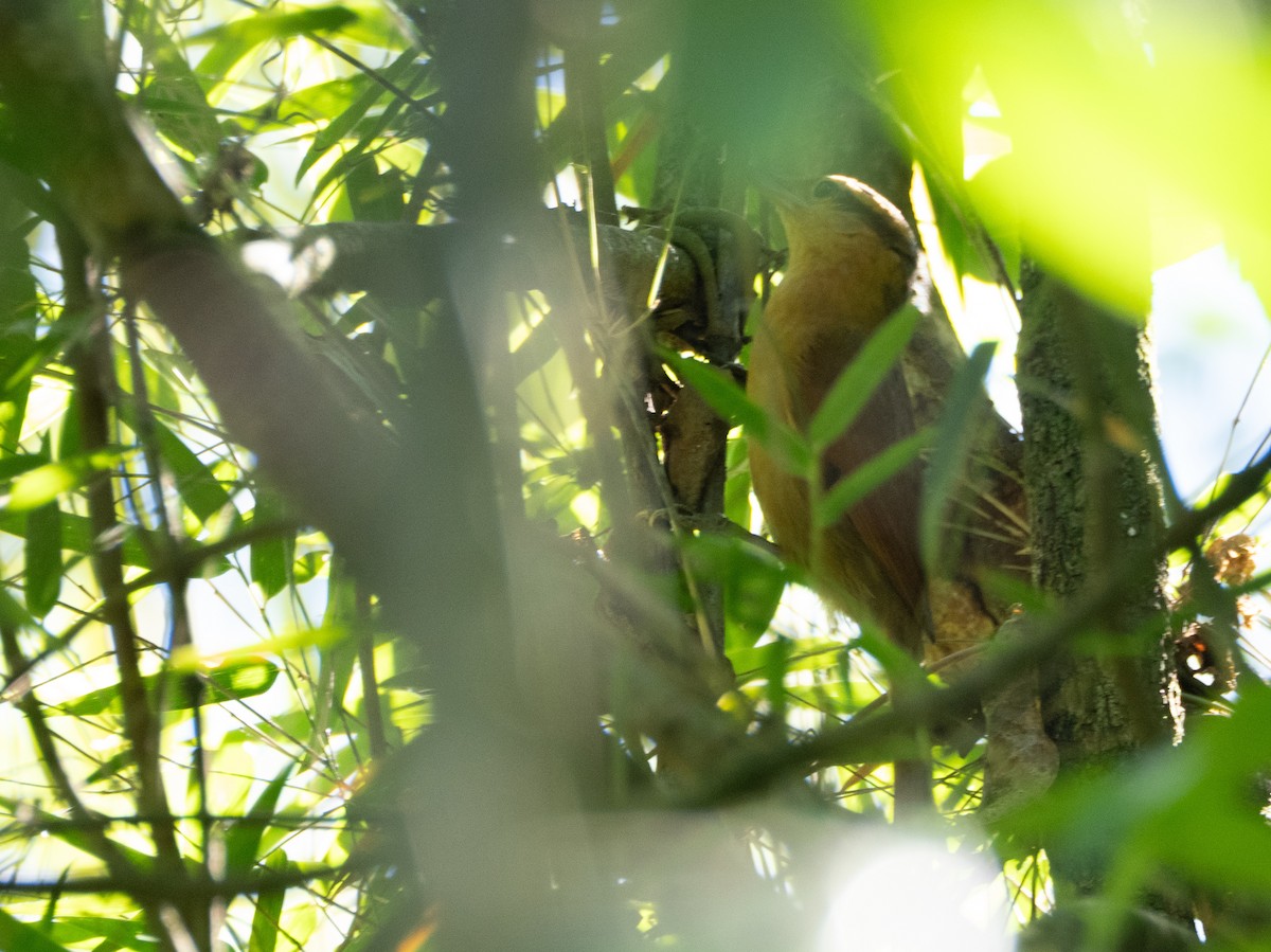 Ochre-breasted Foliage-gleaner - ML643758592