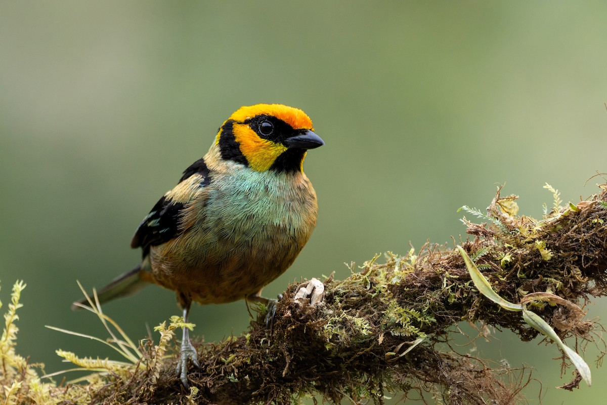 Flame-faced Tanager - ML643758598