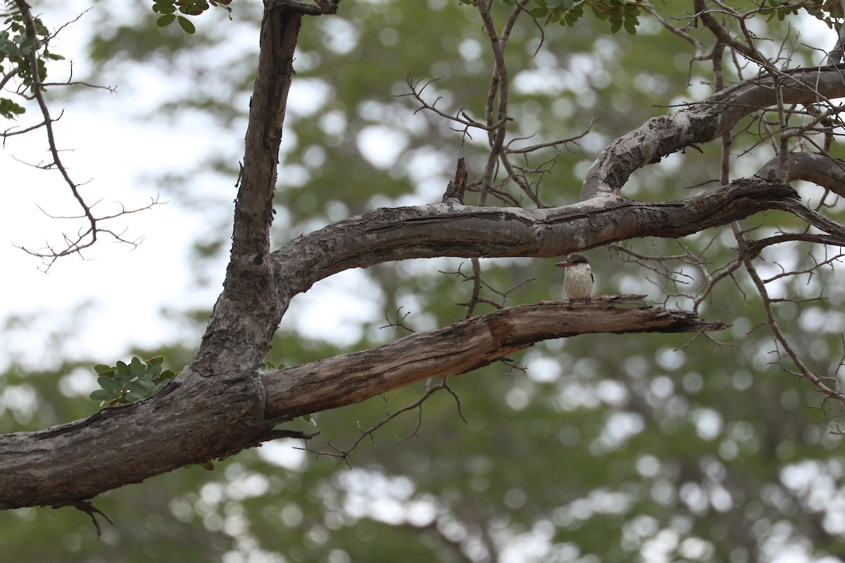 Striped Kingfisher - ML643758603