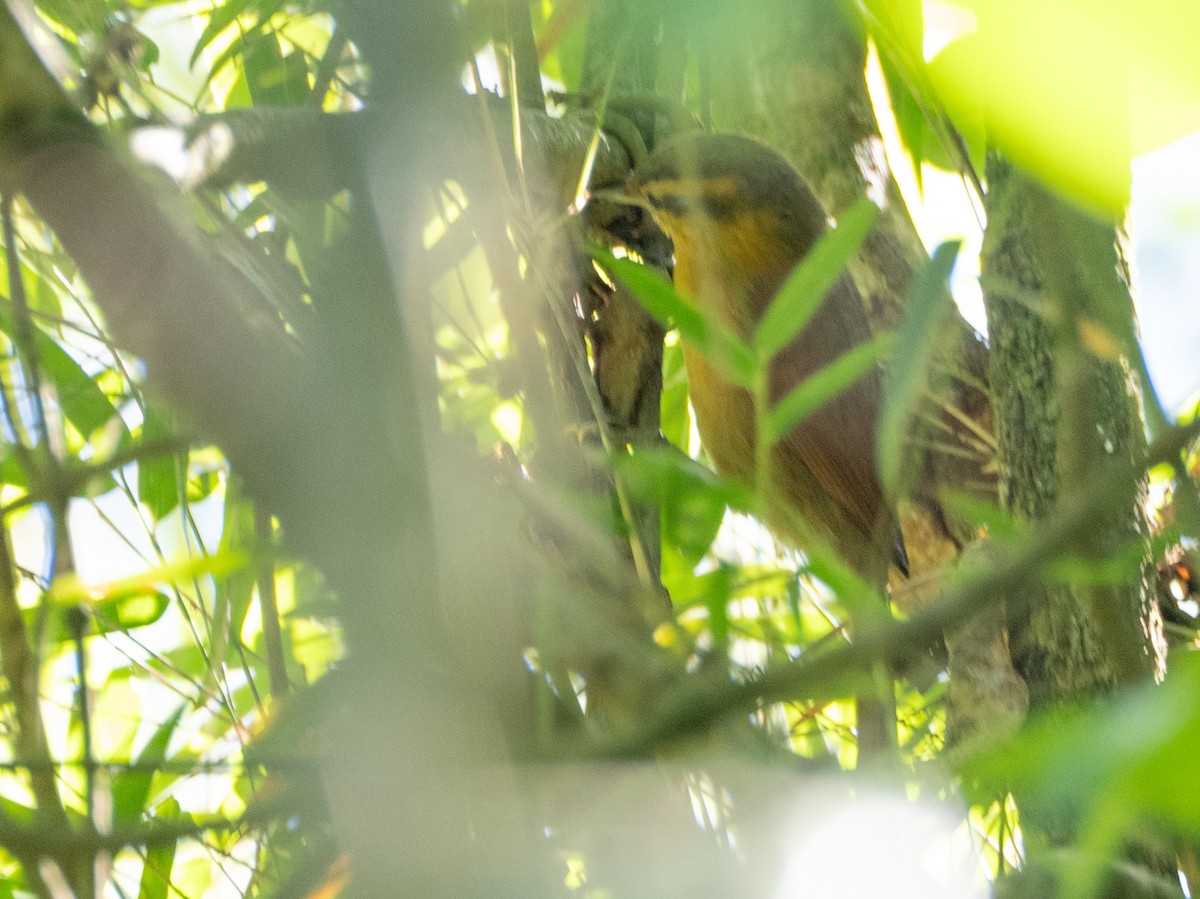 Ochre-breasted Foliage-gleaner - ML643758604