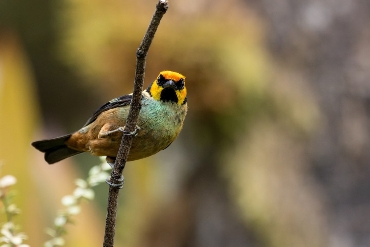 Flame-faced Tanager - ML643758611