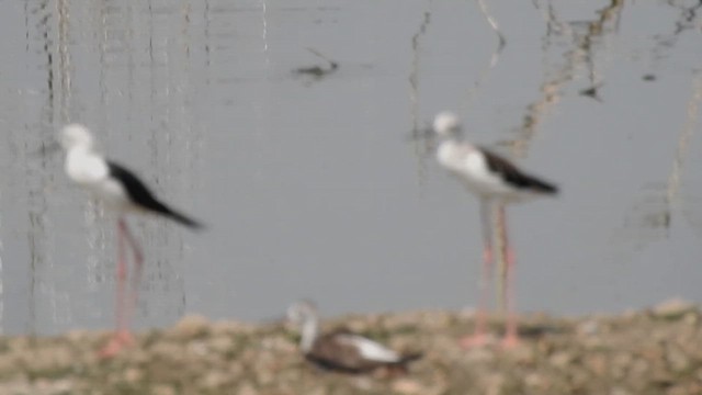 Black-winged Stilt - ML643758615