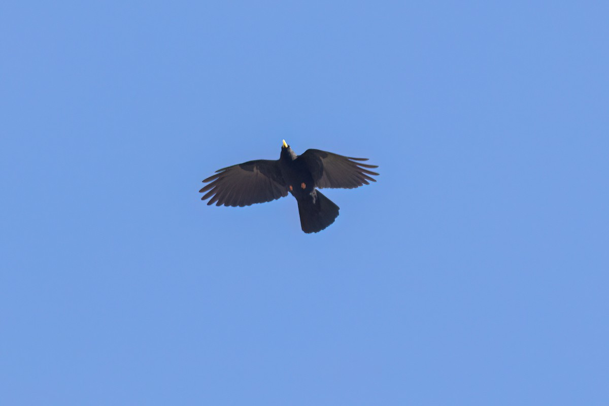 Yellow-billed Chough - ML643758618