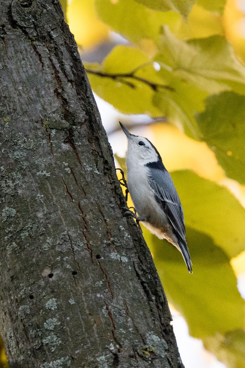 White-breasted Nuthatch - ML643758619