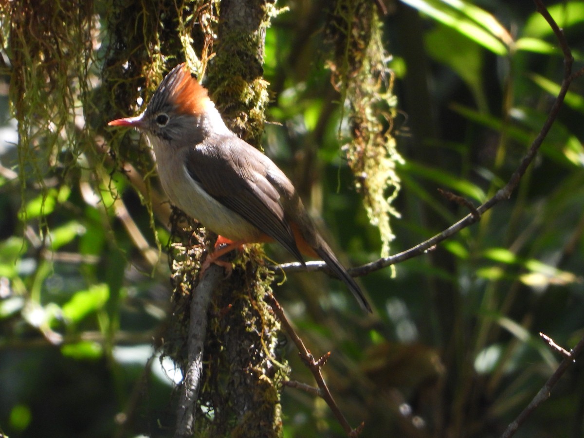 Yuhina à ventre roux - ML643758620