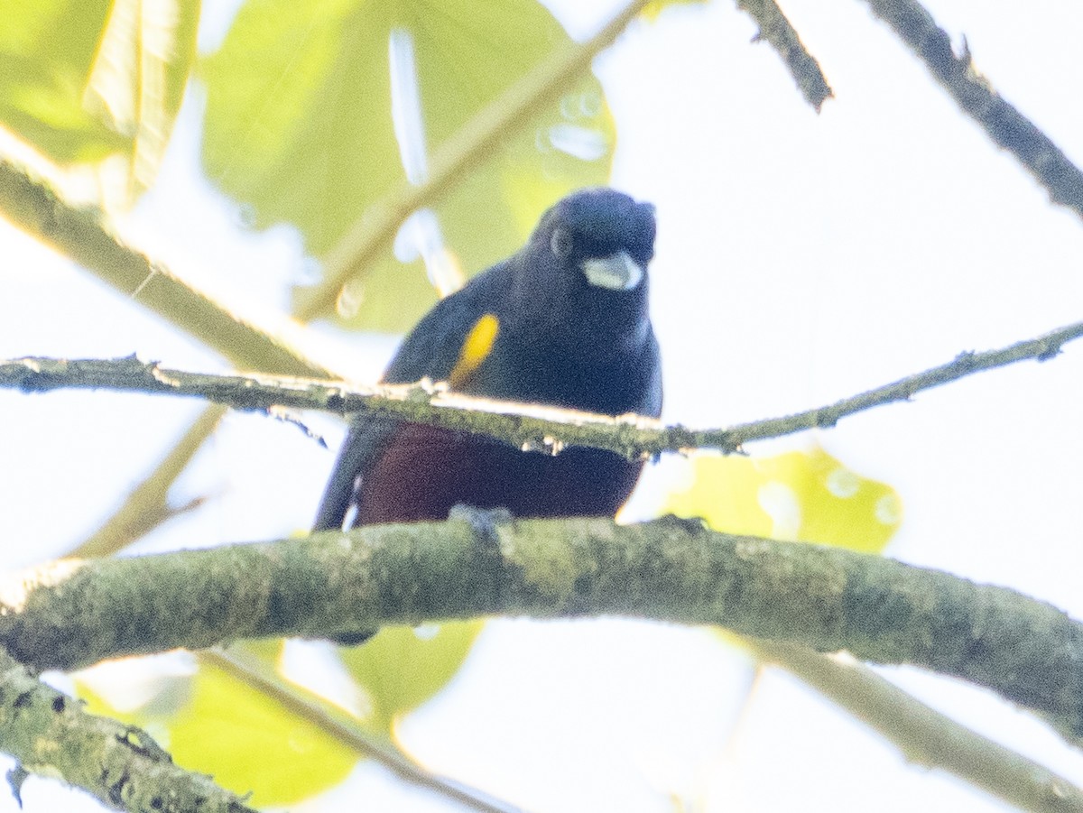 Chestnut-bellied Euphonia - ML643758631