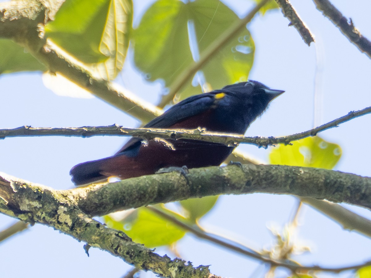 Chestnut-bellied Euphonia - ML643758632