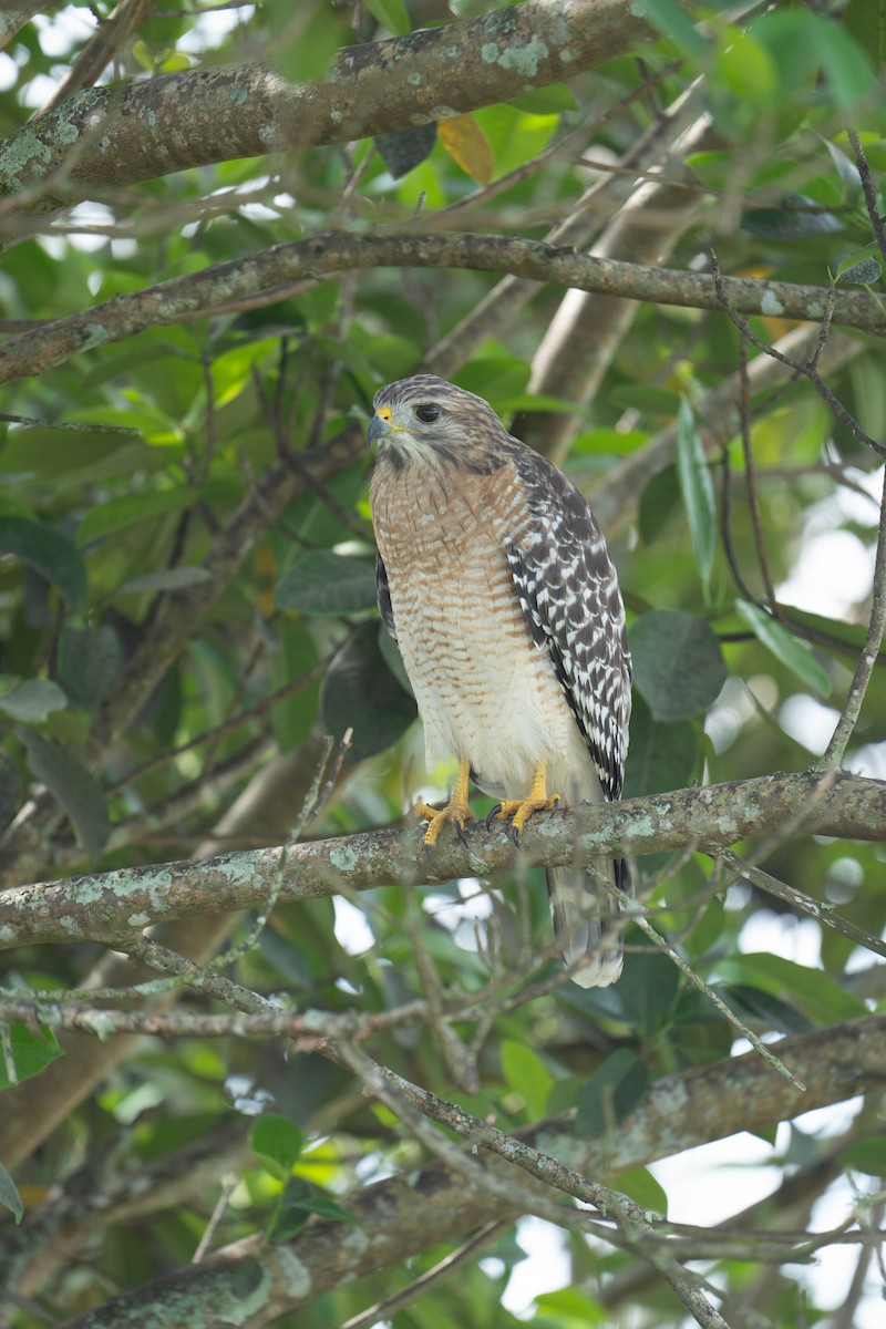 Red-shouldered Hawk - ML643758643