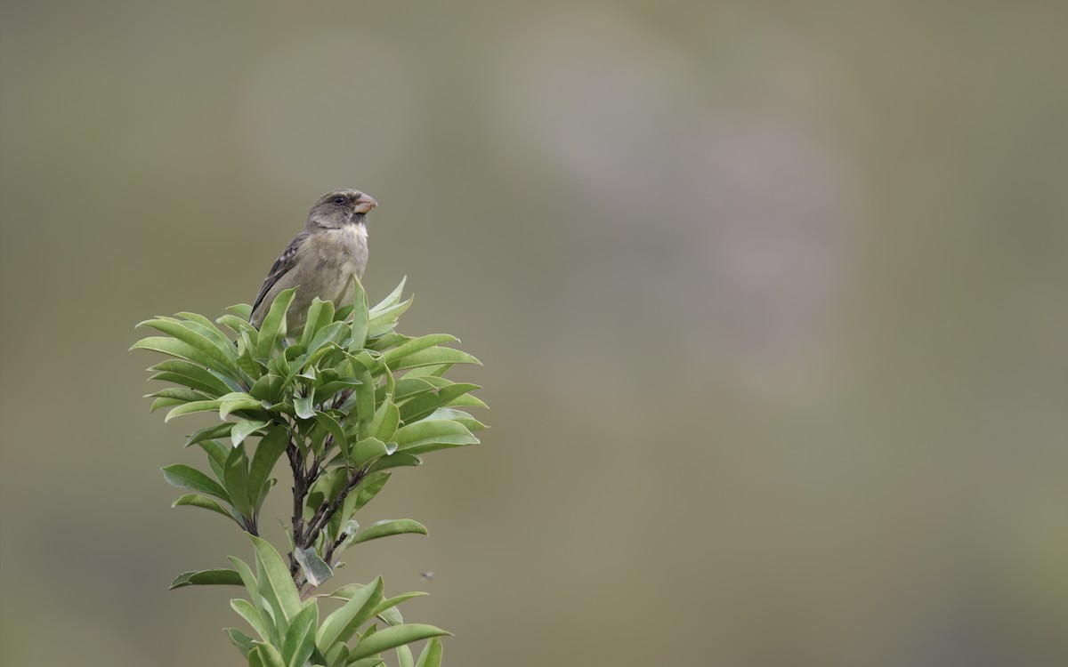 Protea Canary - ML643758649