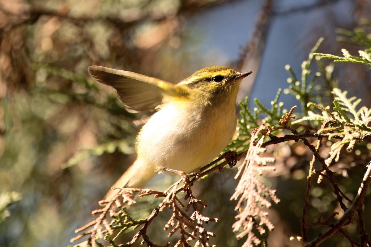 Yellow-browed Warbler - ML643758650