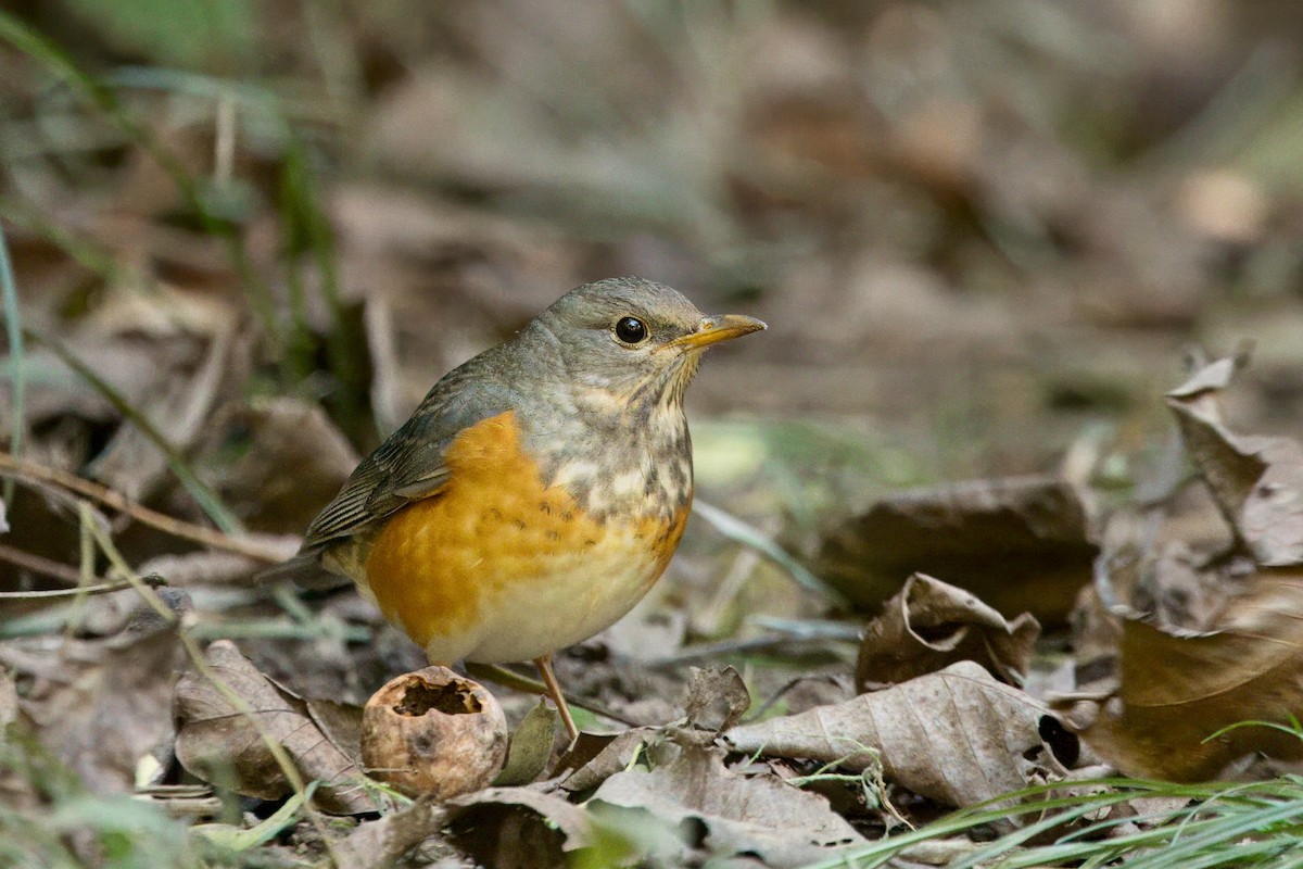 Gray-backed Thrush - ML643758654
