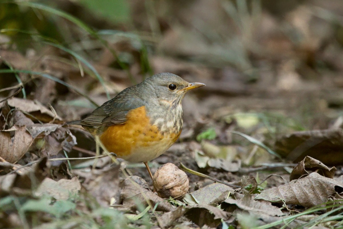 Gray-backed Thrush - ML643758655