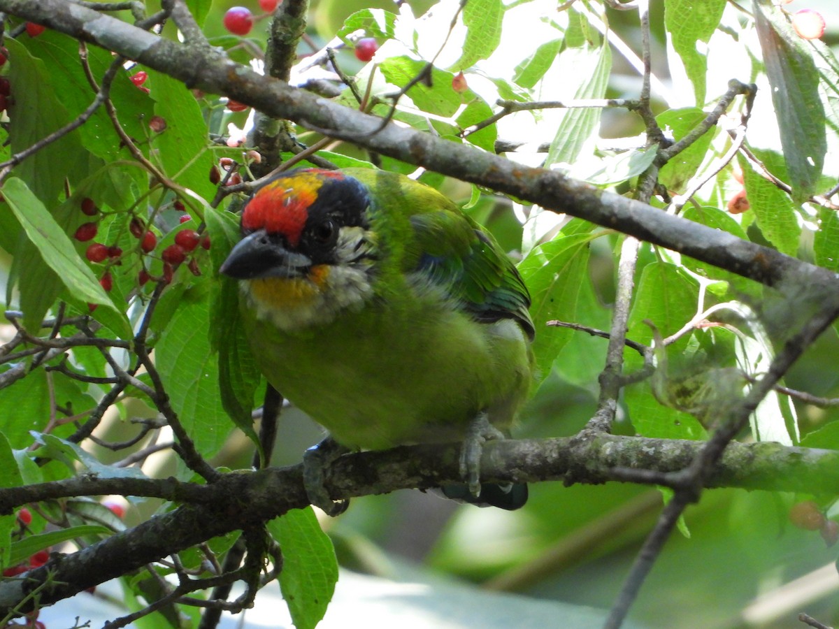 Желтогорлый бородастик - ML643758660