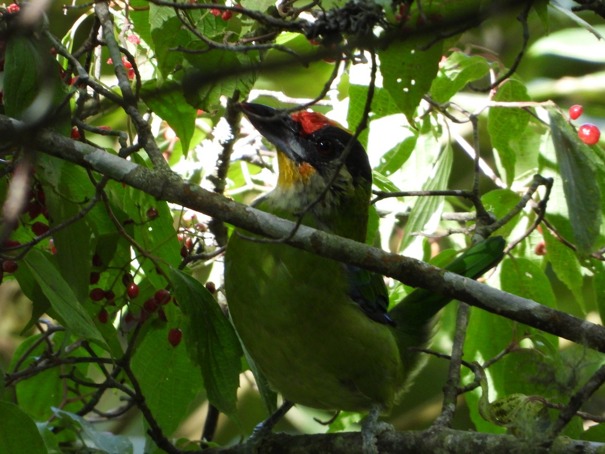 Желтогорлый бородастик - ML643758661