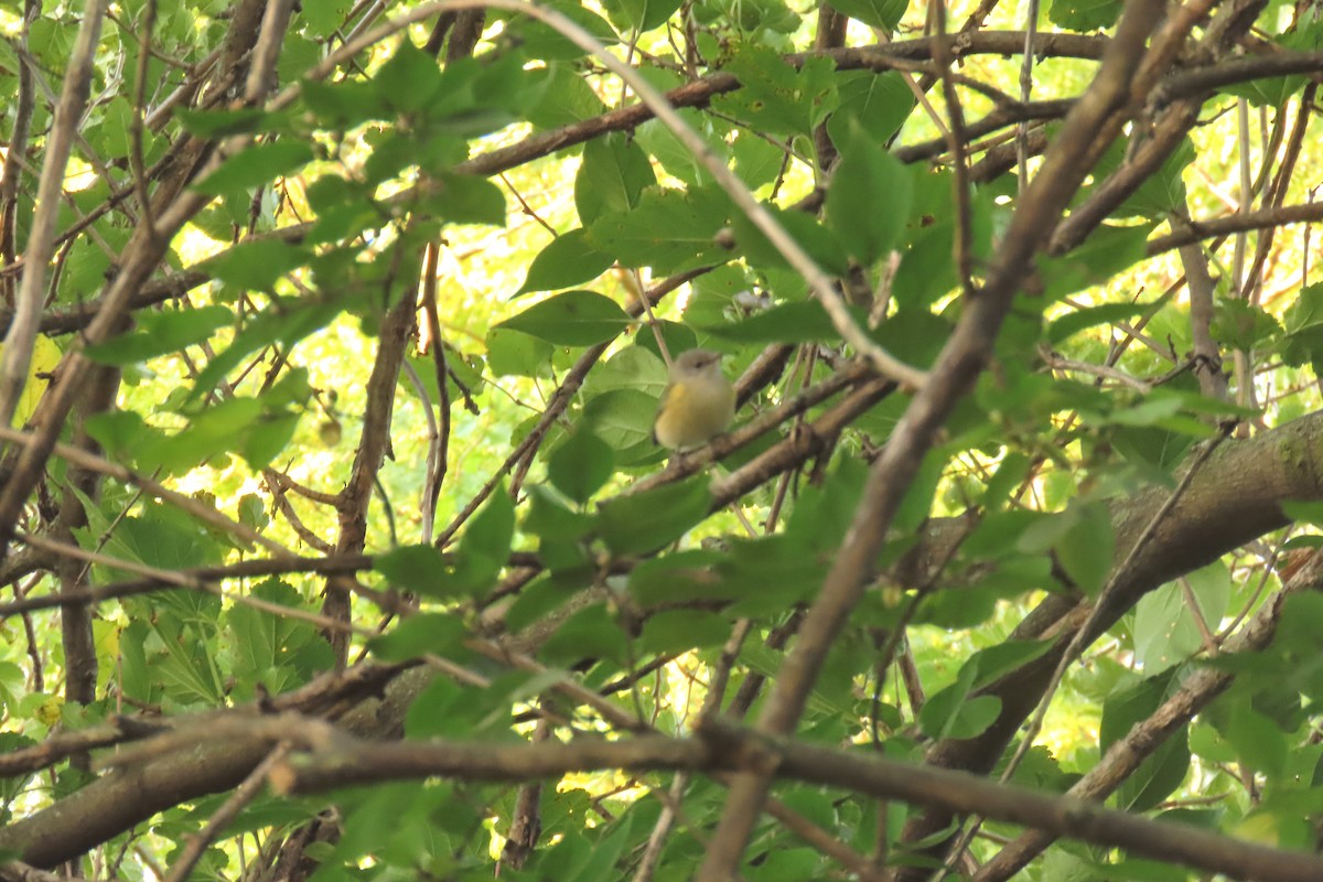 American Redstart - ML643758662