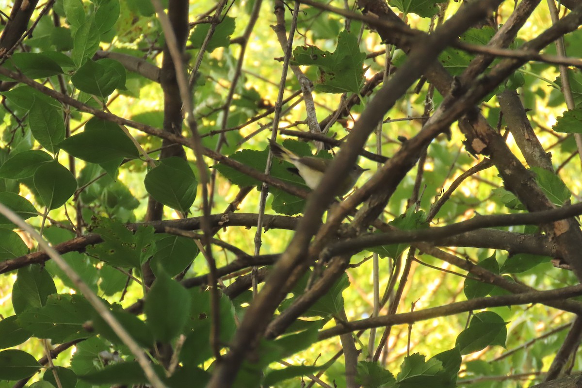 American Redstart - ML643758663