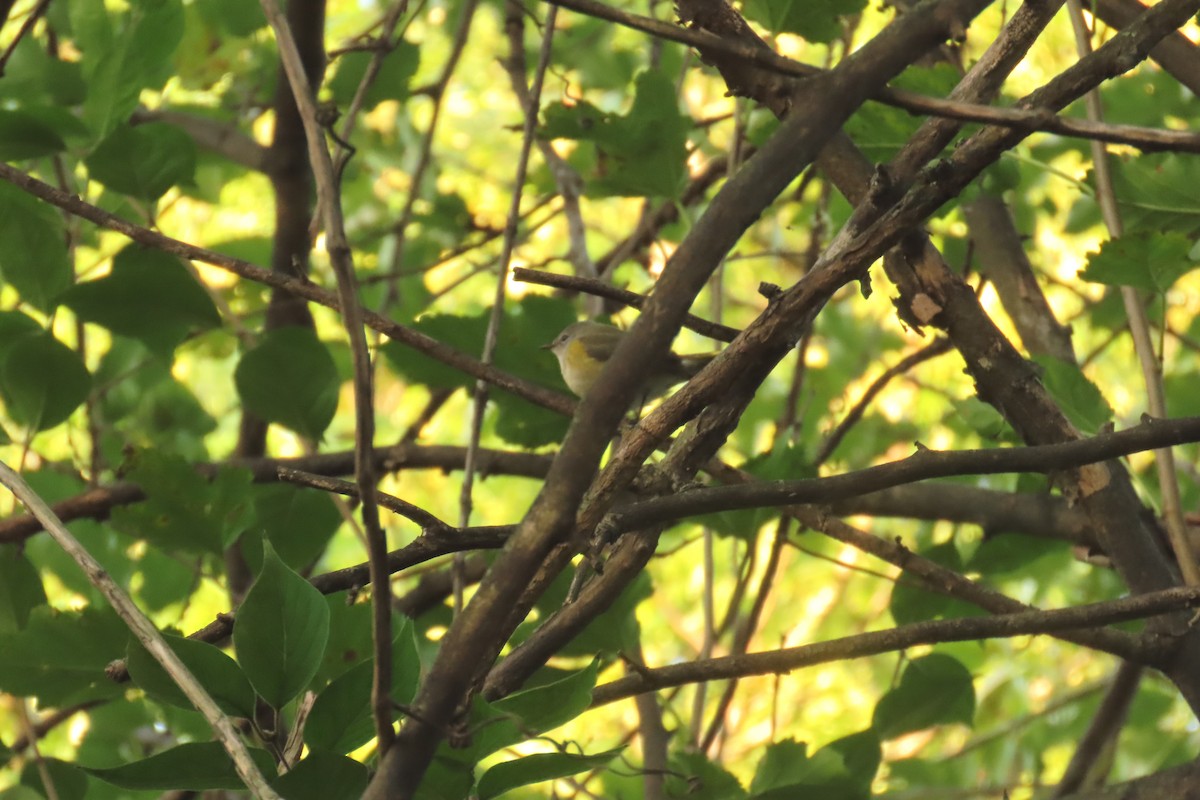 American Redstart - ML643758664