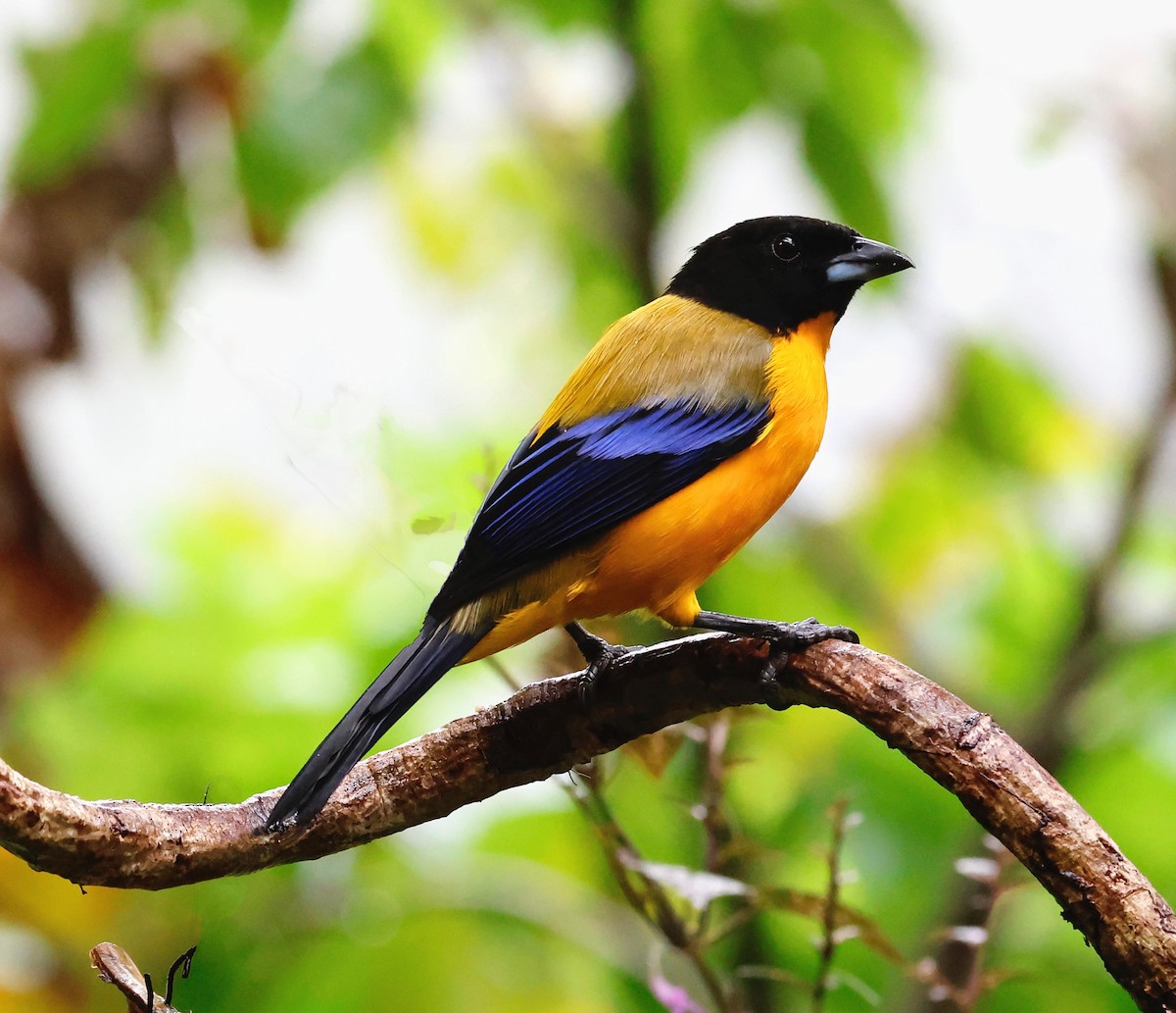 Black-chinned Mountain Tanager - ML643758670