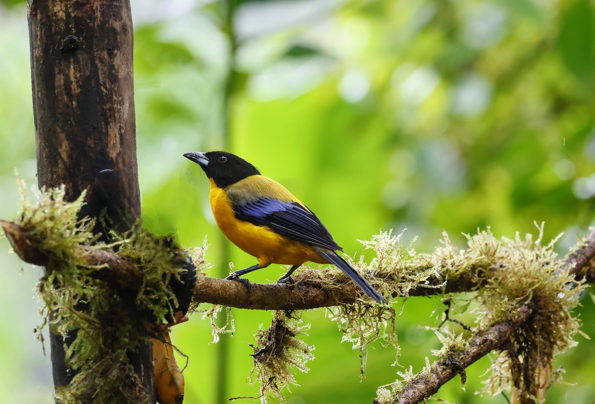 Black-chinned Mountain Tanager - ML643758671