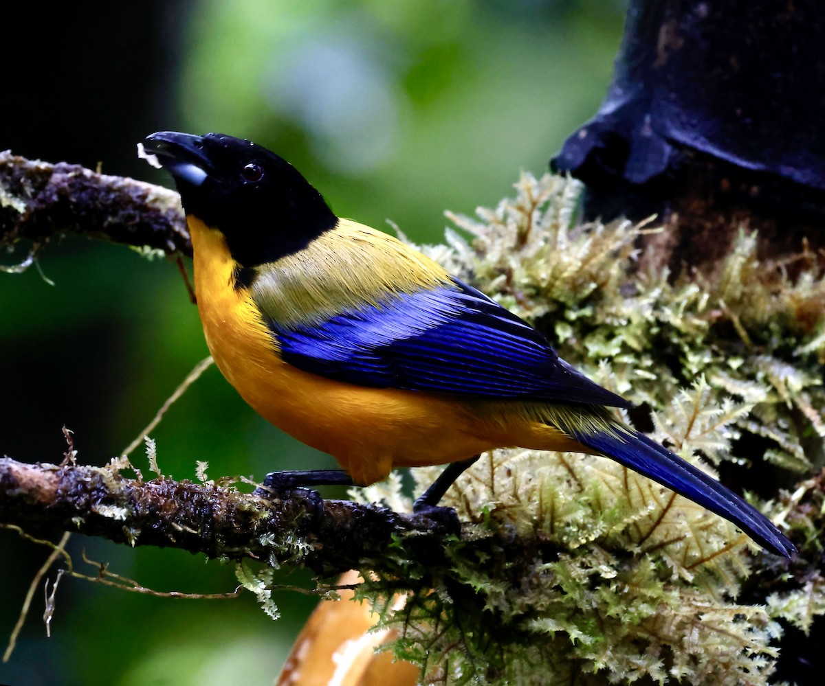Black-chinned Mountain Tanager - ML643758672