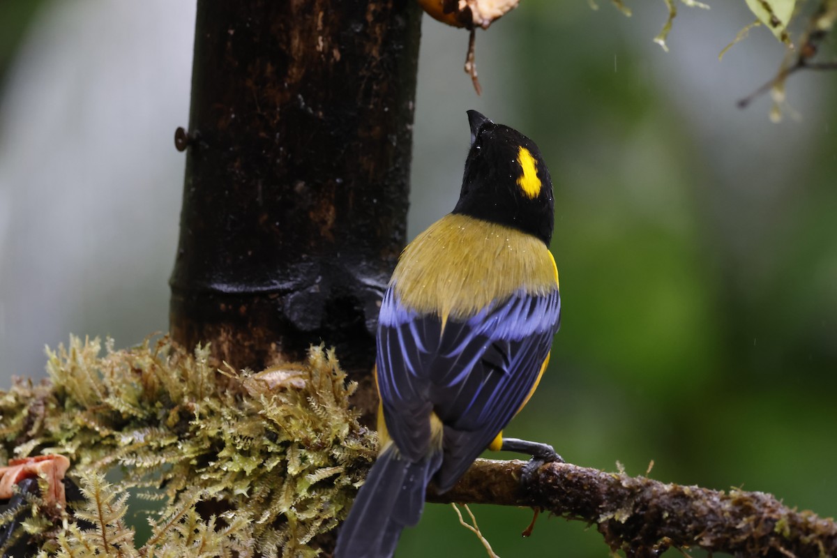 Black-chinned Mountain Tanager - ML643758673