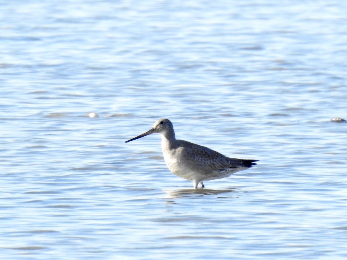 Hudsonian Godwit - ML643758683