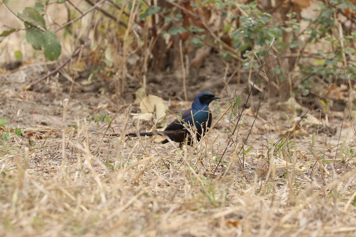 Burchell's Starling - ML643758697