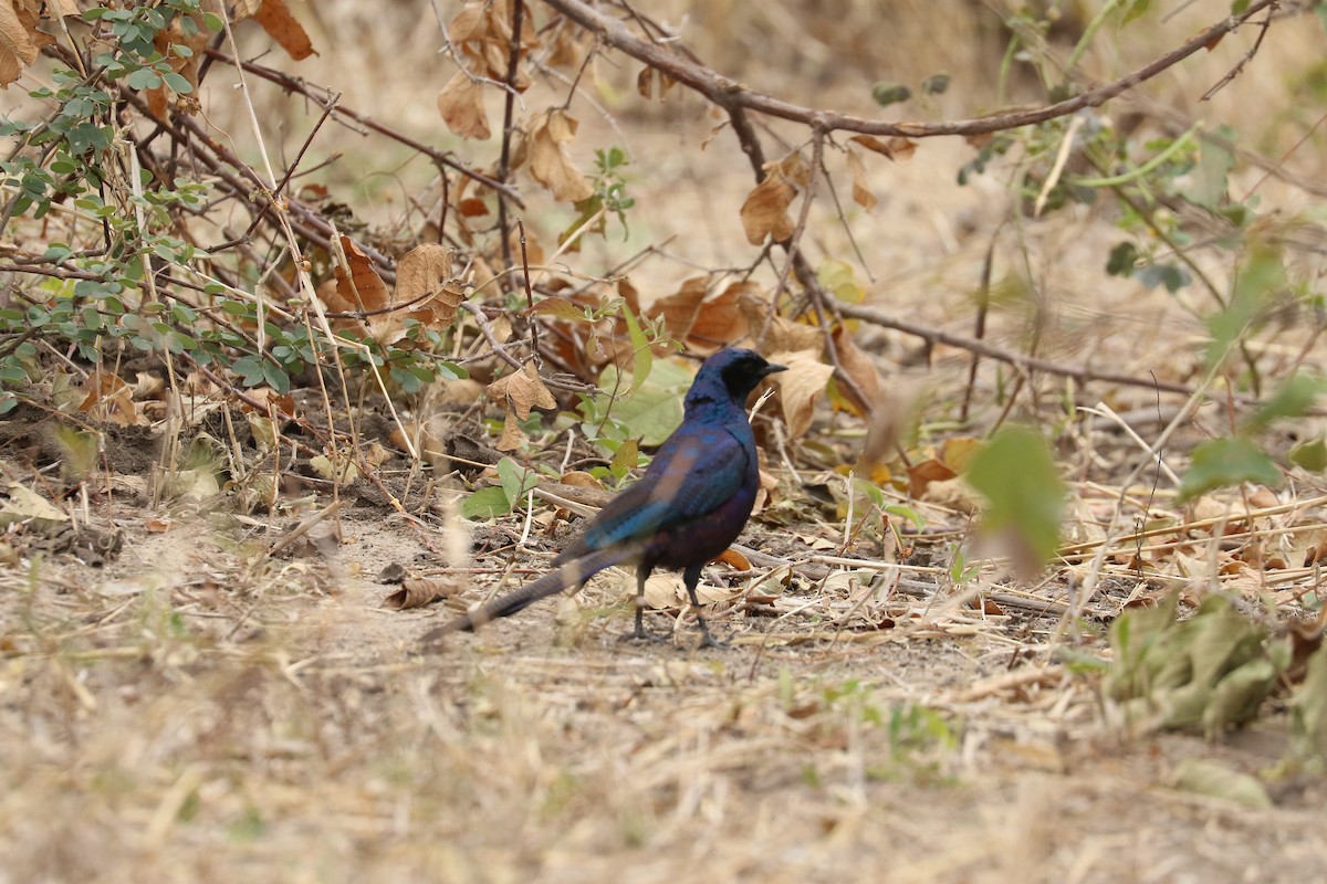 Burchell's Starling - ML643758698