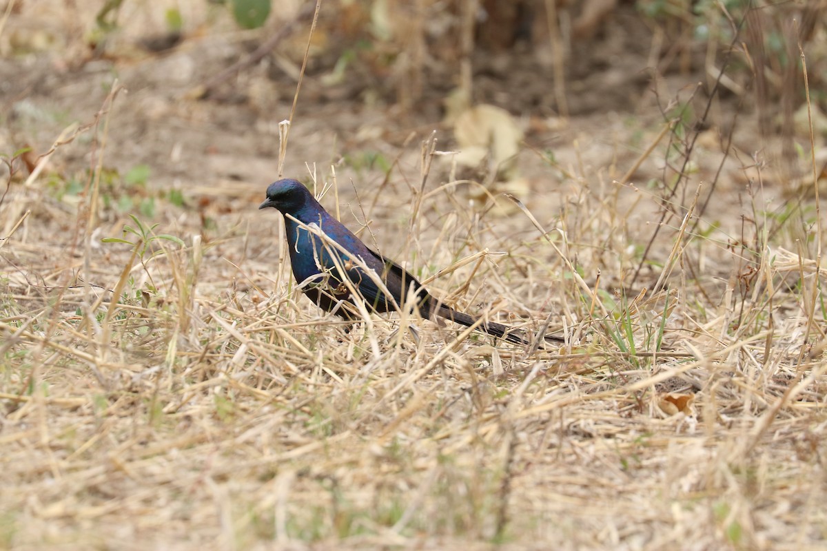 Burchell's Starling - ML643758699