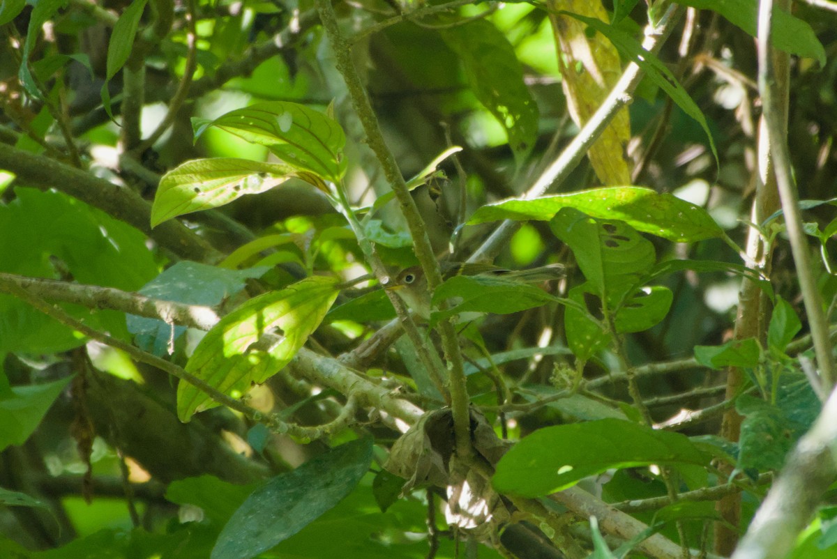 Sunda Warbler - ML643758700