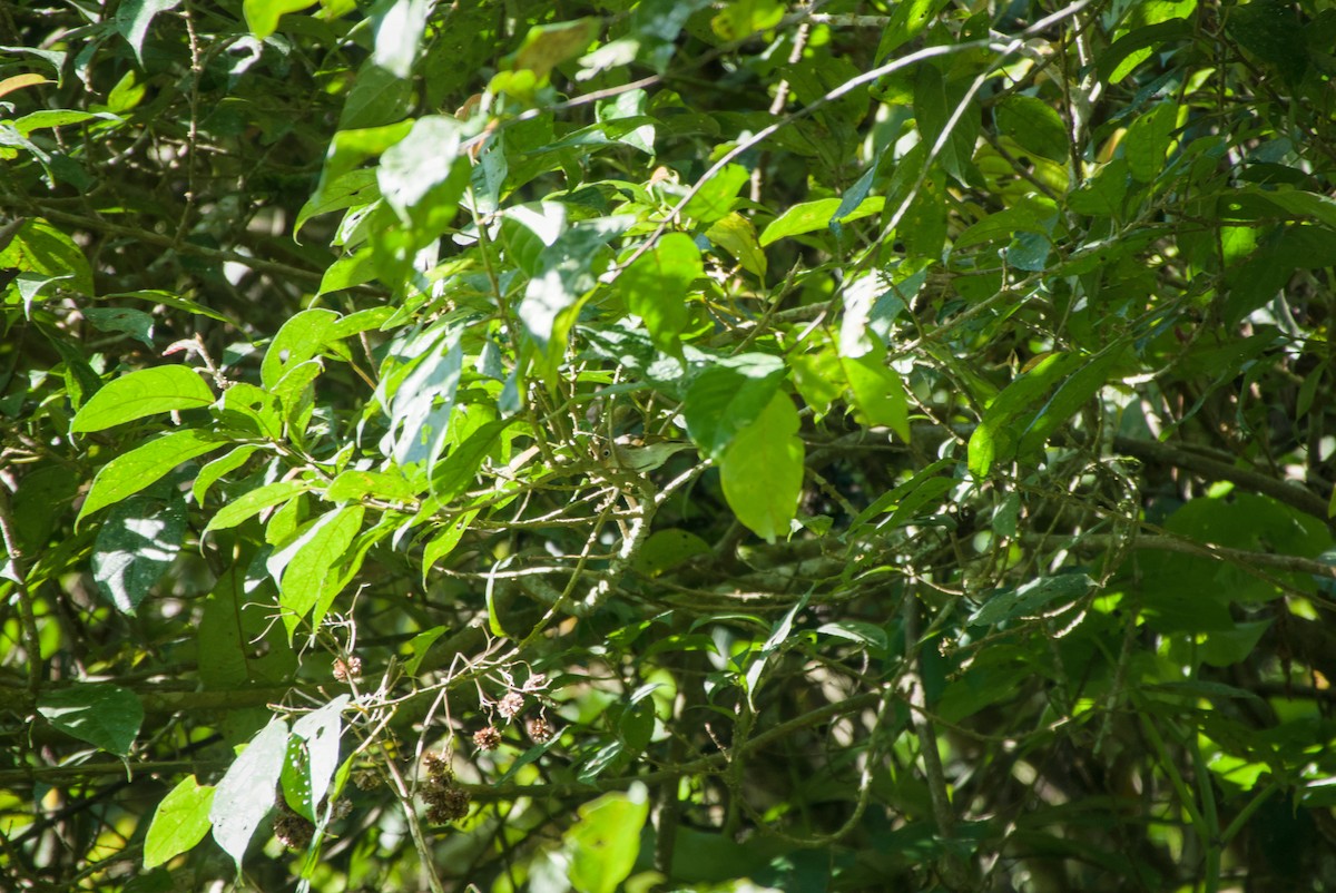 Sunda Warbler - ML643758701