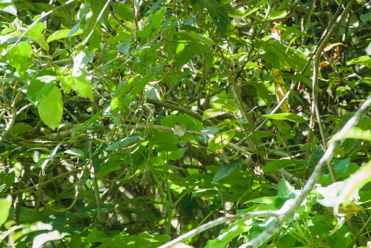 Sunda Warbler - ML643758702