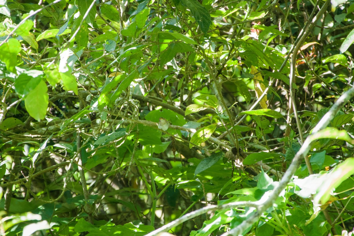 Sunda Warbler - ML643758703