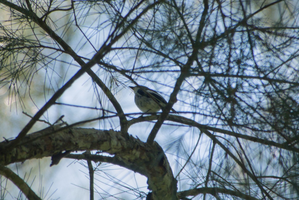Little Pied Flycatcher - ML643758706