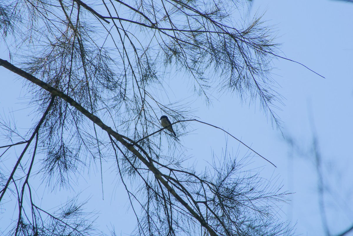 Little Pied Flycatcher - ML643758710