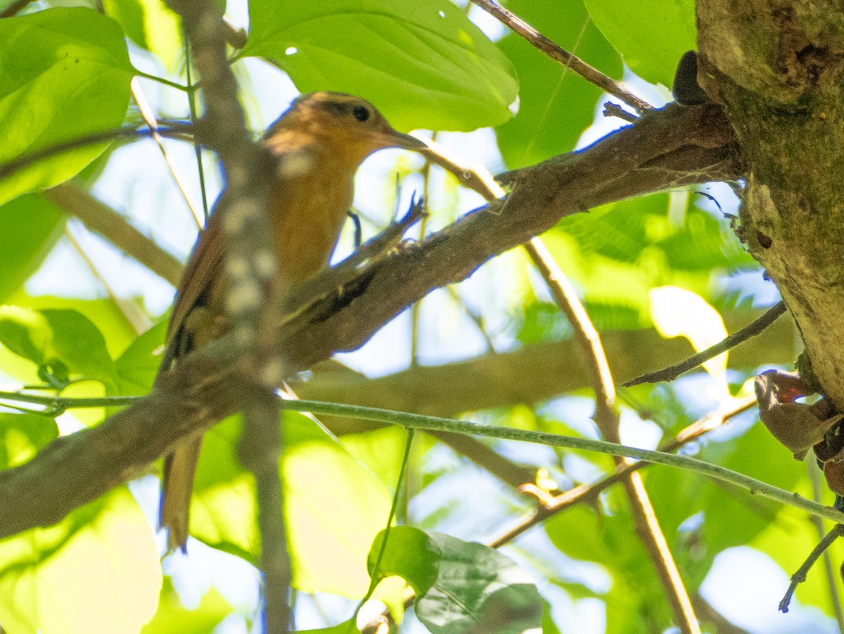 Ochre-breasted Foliage-gleaner - ML643758714
