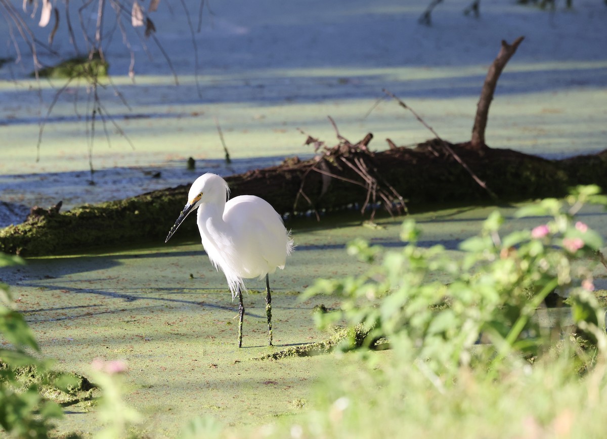 Snowy Egret - ML643758722