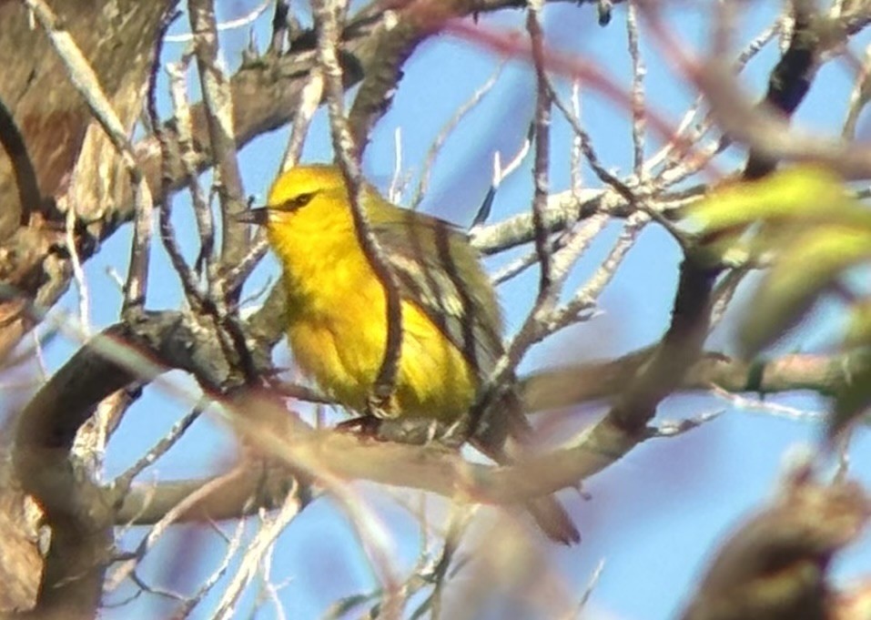 Blue-winged Warbler - ML643758725