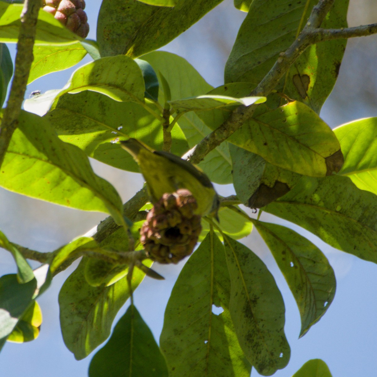 Javan Heleia - ML643758735