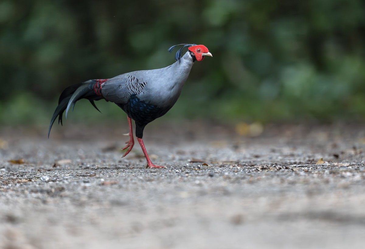 Siamese Fireback - ML643758737
