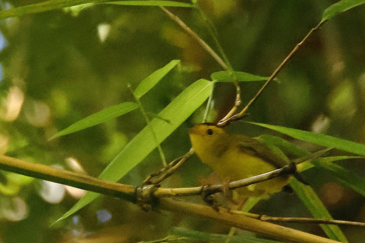 Wilson's Warbler - ML643758771