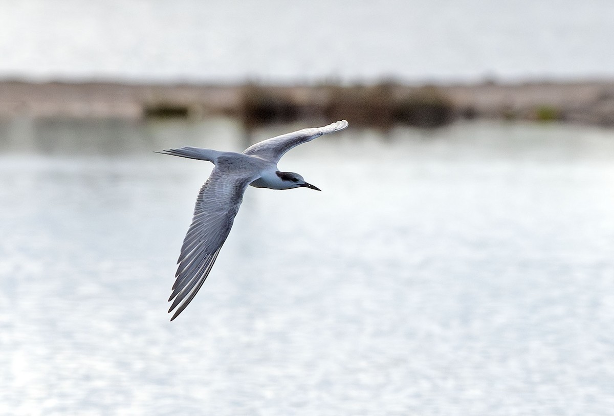 Common Tern - ML643758773