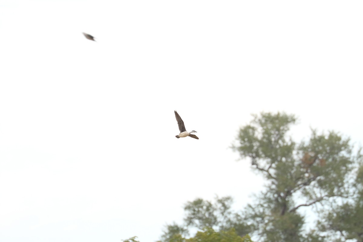 Knob-billed Duck - ML643758782