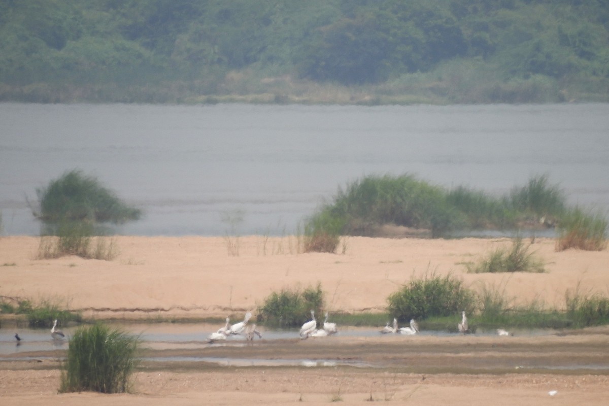 Spot-billed Pelican - ML643758808