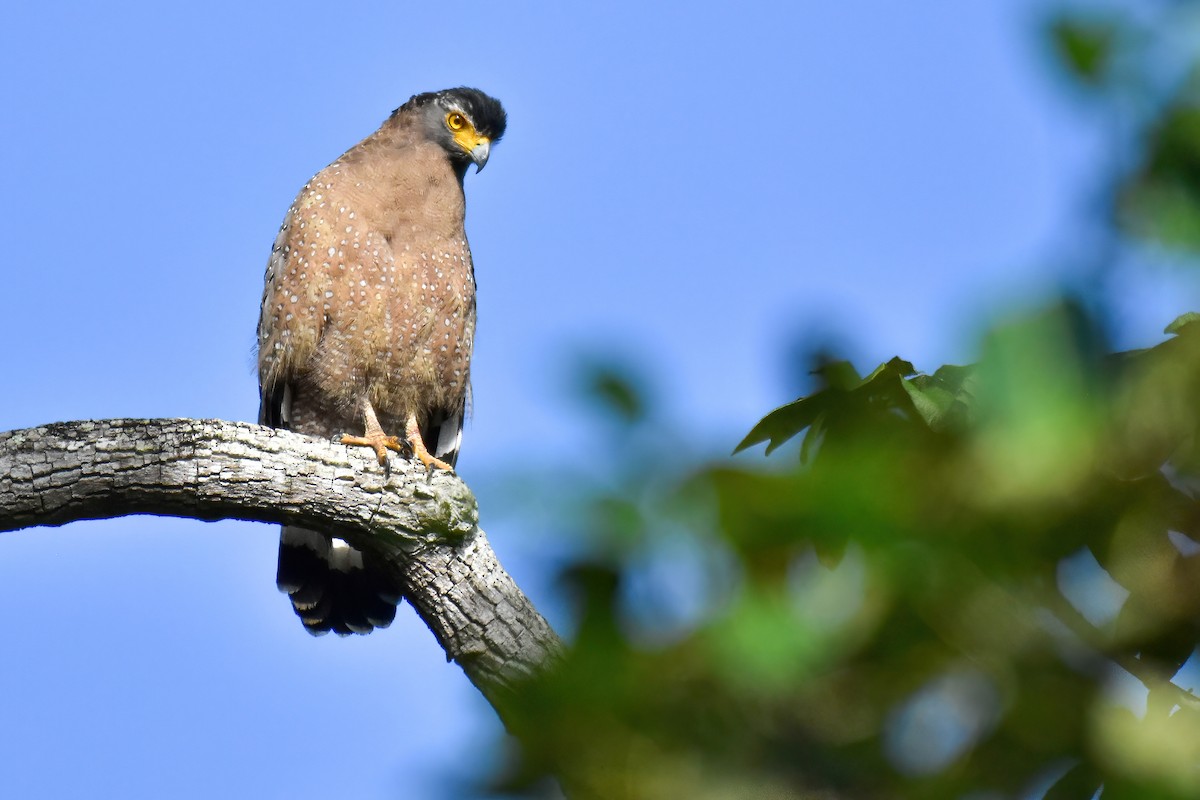 Haubenschlangenadler - ML643758835
