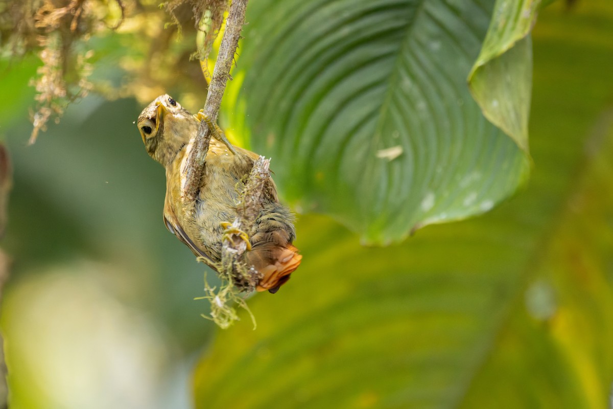 Scaly-throated Foliage-gleaner - ML643758836