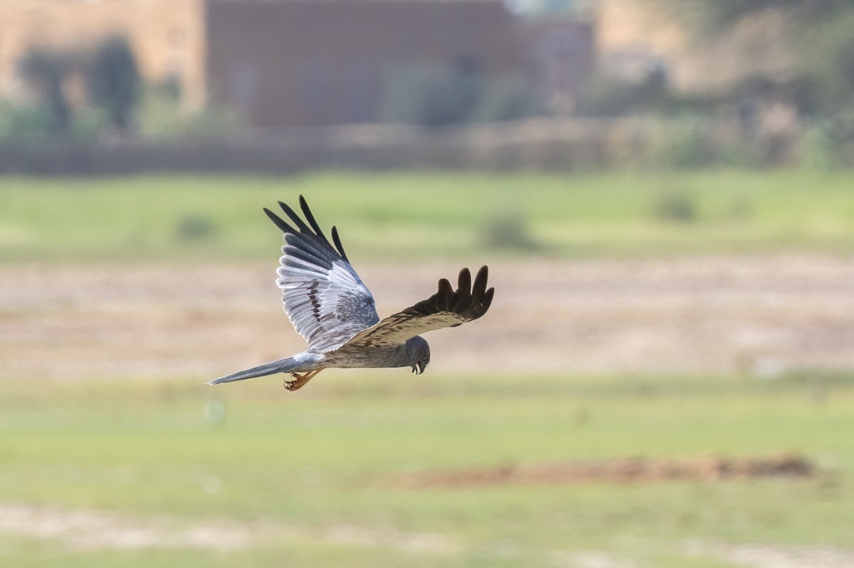 Busard cendré - ML643758839