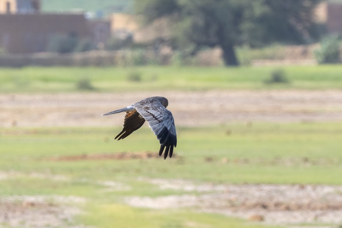 Busard cendré - ML643758840