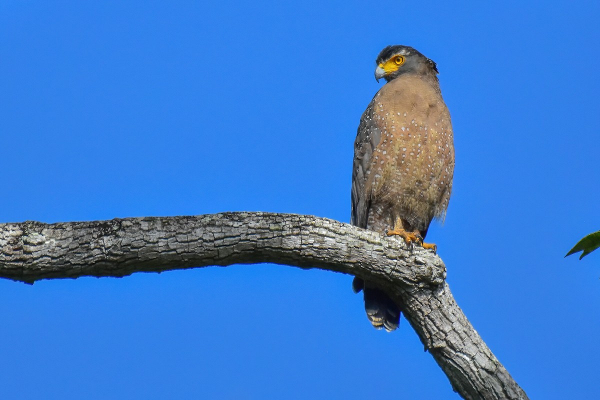 Haubenschlangenadler - ML643758841